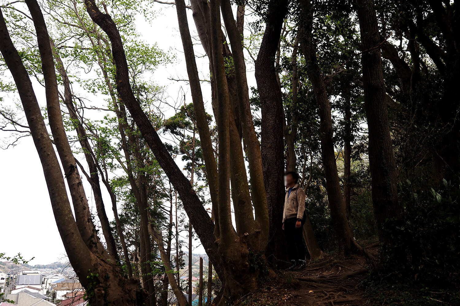 桜山団地と森