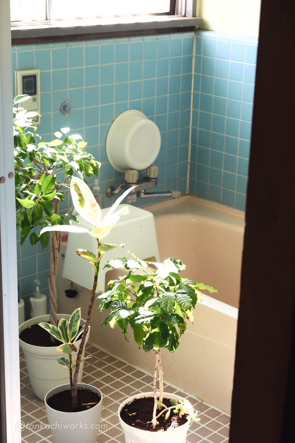 お風呂場で水浴びしてる植物